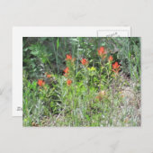 Indian Paintbrush Colorado Wilde Blume Postkarte (Vorne/Hinten)