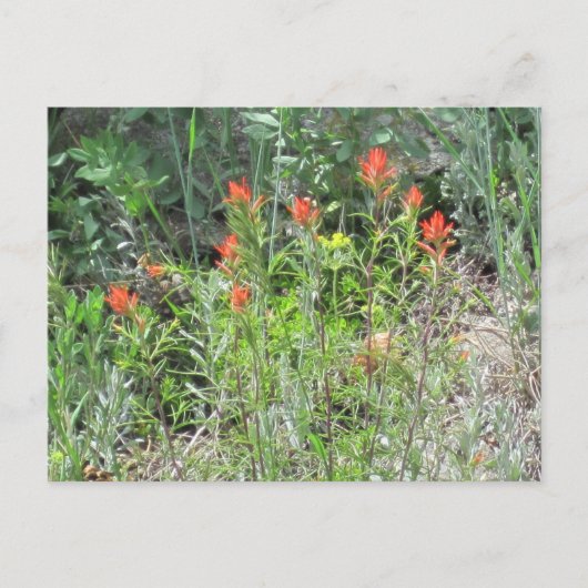 Indian Paintbrush Colorado Wilde Blume Postkarte (Vorderseite)