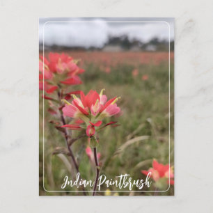 Indian Paintbrush Postcard Postkarte