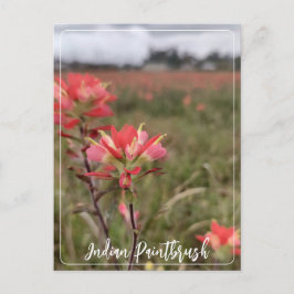 Indian Paintbrush Postcard Postkarte