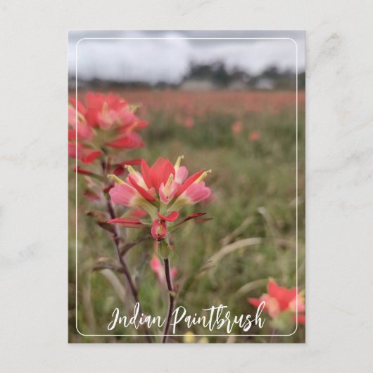 Indian Paintbrush Postcard Postkarte (Vorderseite)