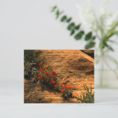 Indian Paintbrush Postcard Postkarte (Stehend Vorderseite)