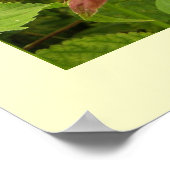 Indian Paintbrush Poster (Ecke)