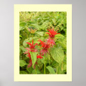 Indian Paintbrush Poster (Vorne)