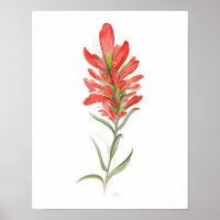 Indian Paintbrush Rote Wildblume Art