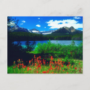 Indian Paintbrush-Wildblumen Postkarte