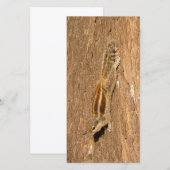 Indian Palm Eichhörnchen auf einem Baumstamm (Vorne/Hinten)