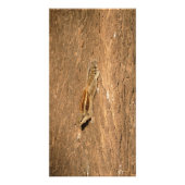 Indian Palm Eichhörnchen auf einem Baumstamm Fotodruck (Vorne)