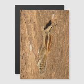 Indian Palm Eichhörnchen auf einem Baumstamm Magnetkarte (Vorne/Hinten)