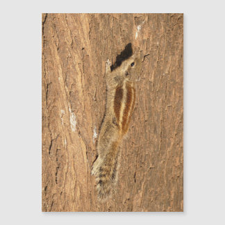 Indian Palm Eichhörnchen auf einem Baumstamm Magnetkarte