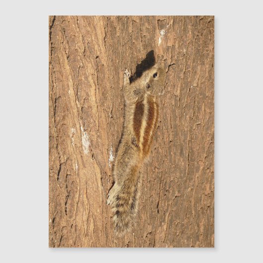 Indian Palm Eichhörnchen auf einem Baumstamm Magnetkarte (Vorderseite)