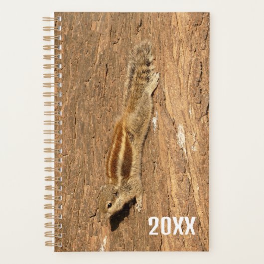 Indian Palm Eichhörnchen auf einem Baumstamm Planer (Vorderseite)