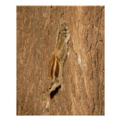 Indian Palm Eichhörnchen auf einem Baumstamm Poster (Vorderseite)