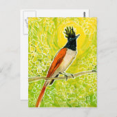Indian Paradise Flycatcher Tropical Bird Zeichnend Postkarte (Vorne/Hinten)