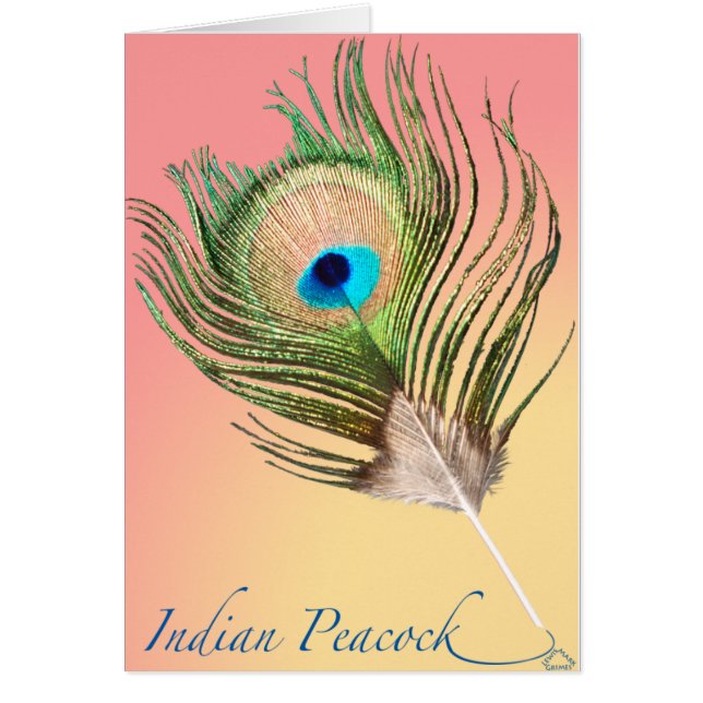 Indian Peacock Schwanz (Vorne)