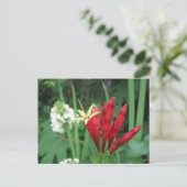 Indian Pink Postcard Postkarte (Stehend Vorderseite)