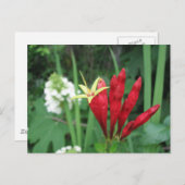 Indian Pink Postcard Postkarte (Vorne/Hinten)