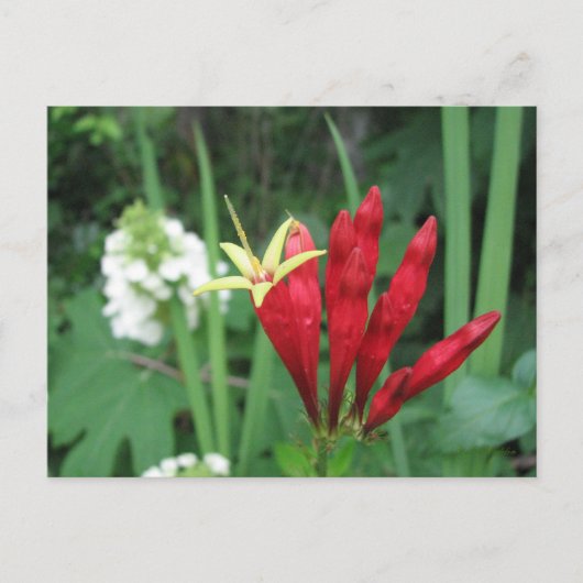 Indian Pink Postcard Postkarte (Vorderseite)