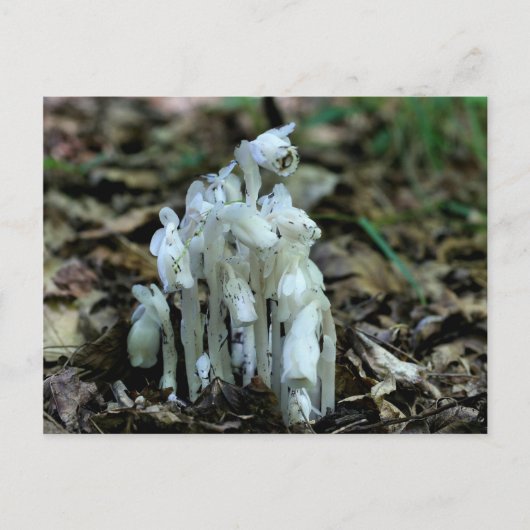 Indian Pipe Mushrooms Nature Foto Postkarte (Vorderseite)
