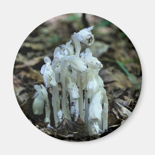 Indian Pipe Wildflowers Nature  Magnet (Vorne)