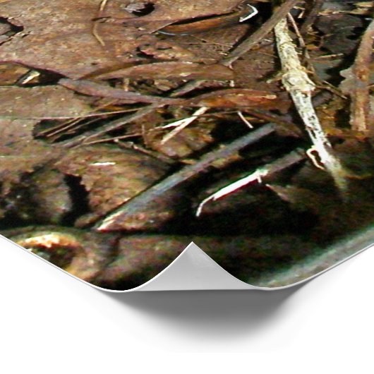 Indian Pipes Poster (Ecke)