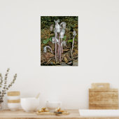 Indian Pipes Poster (Küche)