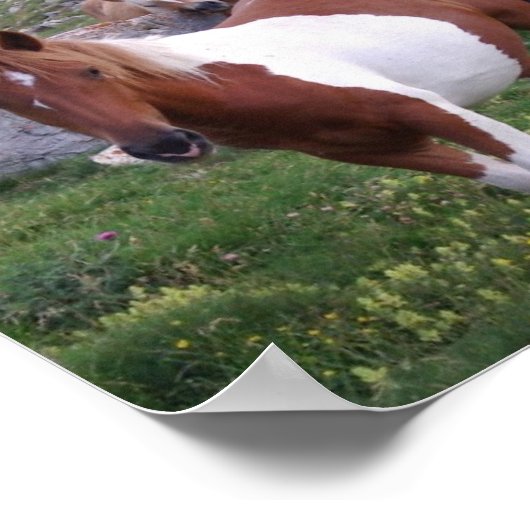 Indian Pony Poster Print (Ecke)