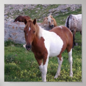 Indian Pony Poster Print (Vorne)