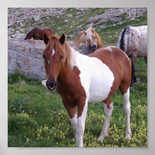 Indian Pony Poster Print (Vorne)