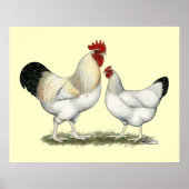 Indian River Chickens Poster (Vorne)