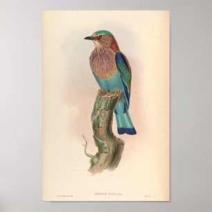 Indian Roller Vintag Birds Asia Coracias Indica Poster