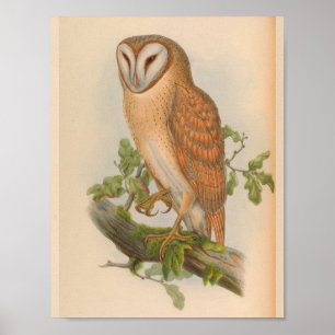 Indian Screening Owl Brown Vintag Bird Art Print Poster