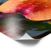 Indian Summer Blume Fotodruck (Ecke)