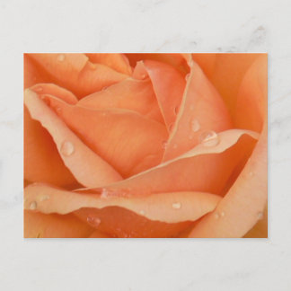 Indian Summer Rose Postcard Feiertagspostkarte