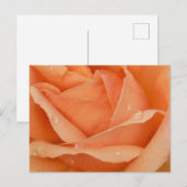 Indian Summer Rose Postcard Feiertagspostkarte (Vorne/Hinten)