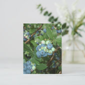 Indiana Blueberries Postkarte (Stehend Vorderseite)