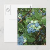 Indiana Blueberries Postkarte (Vorne/Hinten)