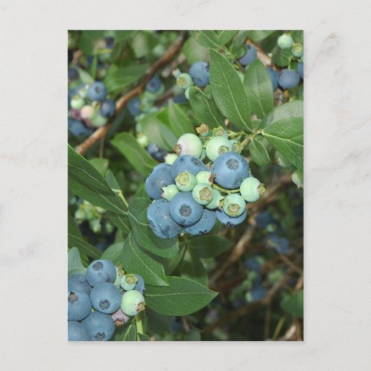 Indiana Blueberries Postkarte (Vorderseite)