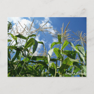 Indiana Corn Postcard Postkarte