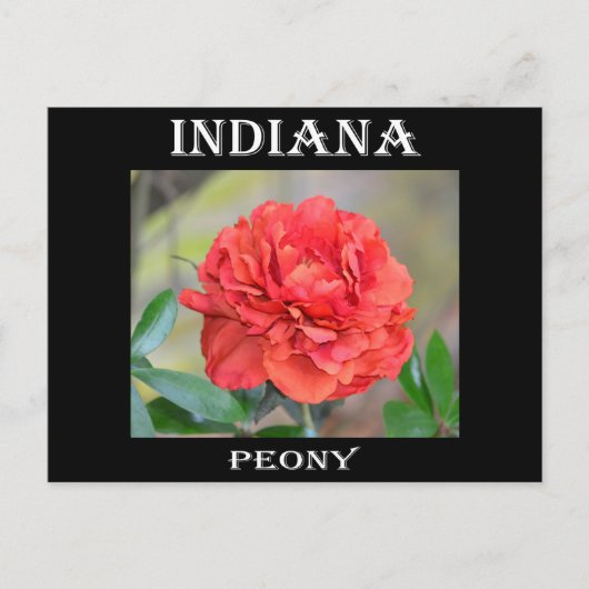 Indiana Peony Postkarte (Vorderseite)