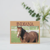 INDIANA Pferd Postkarte (Stehend Vorderseite)