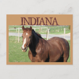 INDIANA Pferd Postkarte