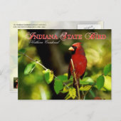 Indiana Staat Bird - Nordlicher Kardinal Postkarte (Vorne/Hinten)