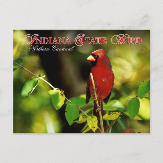 Indiana Staat Bird - Nordlicher Kardinal Postkarte (Vorderseite)
