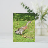 Indianerente Postkarte (Stehend Vorderseite)