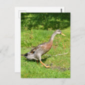 Indianerente Postkarte (Vorne/Hinten)