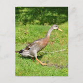 Indianerente Postkarte (Vorderseite)