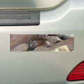 Indianerfisch Autoaufkleber (Auf Auto)