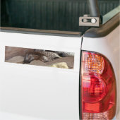 Indianerfisch Autoaufkleber (Auf Lkw)