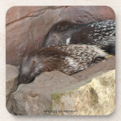 Indianerfisch Getränkeuntersetzer (Vorderseite)